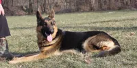 Eddie, a male German Shepherd Dog for sale in Dundee, OH – Photo 7 of 8