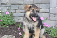 Eddie, a male German Shepherd Dog for sale in Dundee, OH – Photo 4 of 8