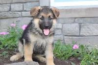 Eddie, a male German Shepherd Dog for sale in Dundee, OH – Photo 5 of 8