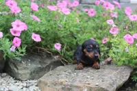 Zuzu, a female Miniature Dachshund for sale in Dundee, OH – 4 of 4