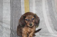 Zero, a male Miniature Dachshund for sale in Dundee, OH – Photo 1 of 7
