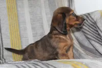 Zero, a male Miniature Dachshund for sale in Dundee, OH – Photo 7 of 7