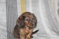 Zero, a male Miniature Dachshund for sale in Dundee, OH – Photo 5 of 7