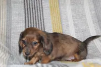 Zero, a male Miniature Dachshund for sale in Dundee, OH – Photo 3 of 7