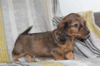 Zero, a male Miniature Dachshund for sale in Dundee, OH – Photo 4 of 7