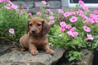 Zane, a male Miniature Dachshund for sale in Dundee, OH – 5 of 7