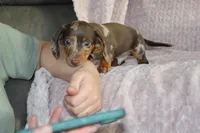 Mayo, a male Miniature Dachshund for sale in Dundee, OH – Photo 4 of 5