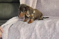 Mayo, a male Miniature Dachshund for sale in Dundee, OH – Photo 5 of 5