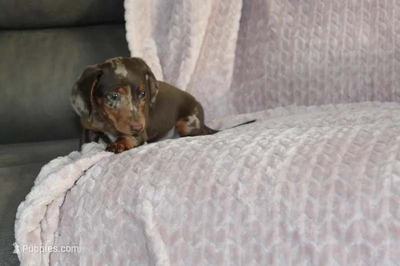 Mayo – Miniature Dachshund puppy for sale in Dundee, OH