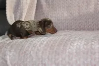 Mayo, a male Miniature Dachshund for sale in Dundee, OH – Photo 3 of 5