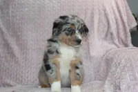 Porter, a male Australian Shepherd for sale in Dundee, OH – Photo 1 of 2