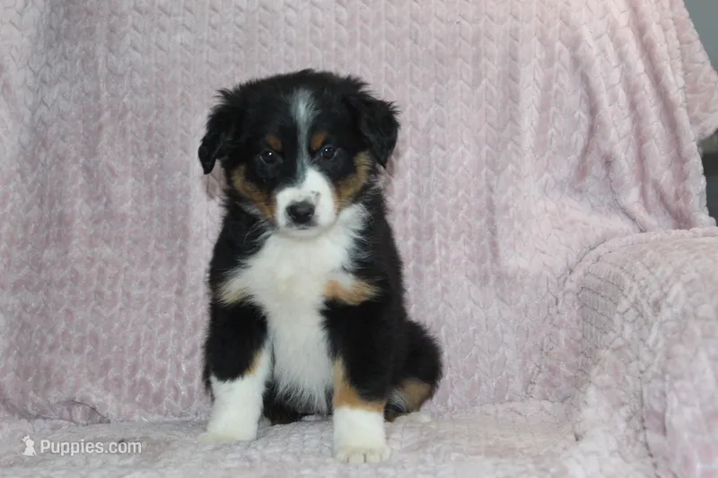 Peyton – Australian Shepherd puppy for sale in Dundee, OH