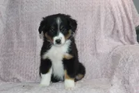 Peyton, a female Australian Shepherd for sale in Dundee, OH – Photo 1 of 7
