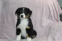 Peyton, a female Australian Shepherd for sale in Dundee, OH – Photo 5 of 7