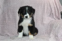 Peyton, a female Australian Shepherd for sale in Dundee, OH – Photo 4 of 7