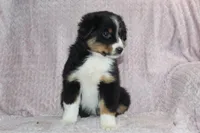 Peyton, a female Australian Shepherd for sale in Dundee, OH – Photo 7 of 7