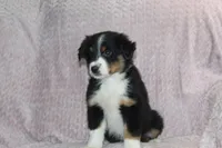 Peyton, a female Australian Shepherd for sale in Dundee, OH – Photo 2 of 7