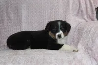Peyton, a female Australian Shepherd for sale in Dundee, OH – Photo 3 of 7