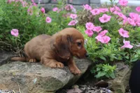 Zane, a male Miniature Dachshund for sale in Dundee, OH – 3 of 7