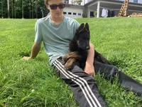 Dylan , a male German Shepherd Dog for sale in Dundee, OH – 2 of 3