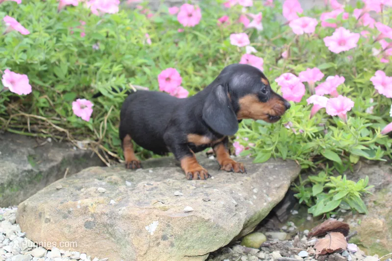 Zuzu – Miniature Dachshund puppy for sale in Dundee, OH