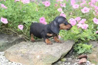 Zuzu, a female Miniature Dachshund for sale in Dundee, OH – 1 of 4