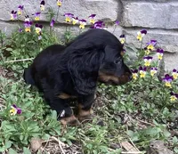 Panther , a male Miniature Dachshund for sale in Dundee, OH – Photo 7 of 7