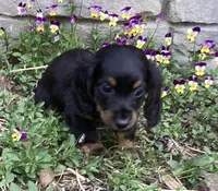 Panther , a male Miniature Dachshund for sale in Dundee, OH – Photo 5 of 7