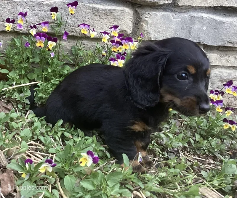 Panther  – Miniature Dachshund puppy for sale in Dundee, OH