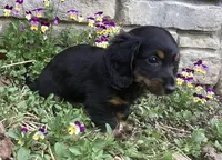 Panther , a male Miniature Dachshund for sale in Dundee, OH – Photo 2 of 7