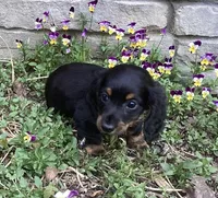 Panther , a male Miniature Dachshund for sale in Dundee, OH – Photo 6 of 7