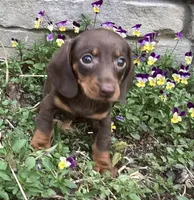 Peanut , a male Miniature Dachshund for sale in Dundee, OH – Photo 2 of 5