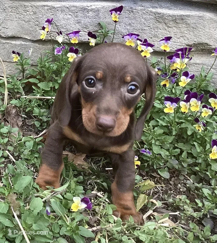Peanut  – Miniature Dachshund puppy for sale in Dundee, OH
