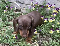 Peanut , a male Miniature Dachshund for sale in Dundee, OH – Photo 3 of 5