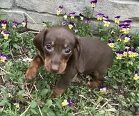 Peanut , a male Miniature Dachshund for sale in Dundee, OH – Photo 4 of 5