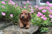 Zane, a male Miniature Dachshund for sale in Dundee, OH – 4 of 7