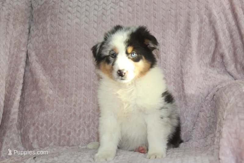Pixie – Australian Shepherd puppy for sale in Dundee, OH