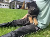 Dominic , a male German Shepherd Dog for sale in Dundee, OH – 2 of 5