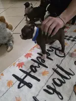 Tasha, a female Boston Terrier for sale in Jasper, FL – Photo 3 of 5