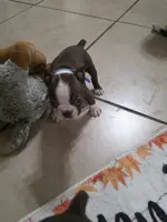 Tasha, a female Boston Terrier for sale in Jasper, FL – Photo 2 of 5