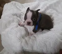 Tasha, a female Boston Terrier for sale in Jasper, FL – Photo 1 of 5