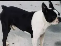 Tasha, a female Boston Terrier for sale in Jasper, FL – Photo 5 of 5