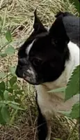 Tasha, a female Boston Terrier for sale in Jasper, FL – Photo 4 of 5