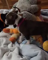 Cami, a female Boston Terrier for sale in Jasper, FL – Photo 3 of 8