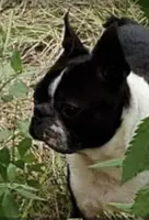 Cami, a female Boston Terrier for sale in Jasper, FL – Photo 7 of 8