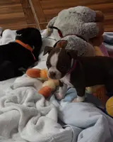 Cami, a female Boston Terrier for sale in Jasper, FL – Photo 5 of 8