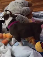 Cami, a female Boston Terrier for sale in Jasper, FL – Photo 2 of 8