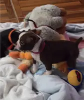 Cami, a female Boston Terrier for sale in Jasper, FL – Photo 1 of 8