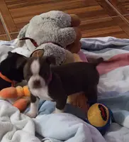 Cami, a female Boston Terrier for sale in Jasper, FL – Photo 4 of 8