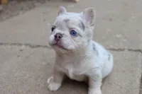 Stella, a female French Bulldog for sale in Berryville, AR – 7 of 7